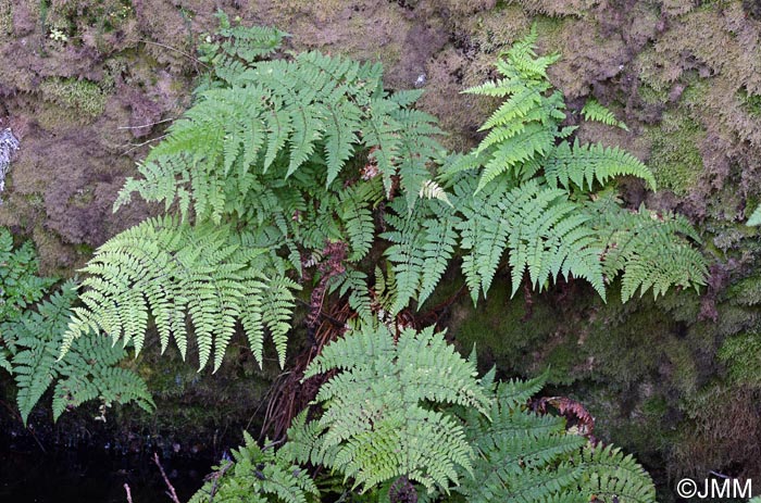 Dryopteris guanchica