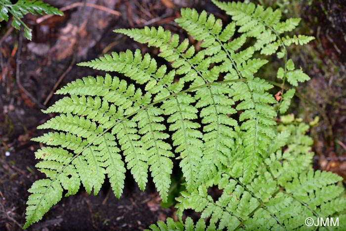 Dryopteris guanchica