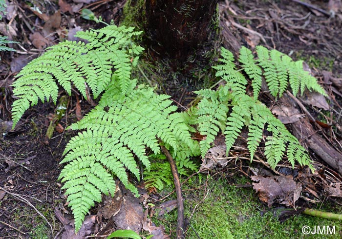 Dryopteris guanchica