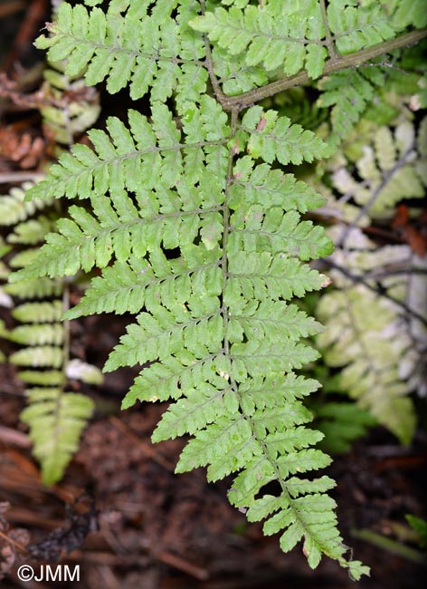 Dryopteris guanchica : Pennes basales asymtriques