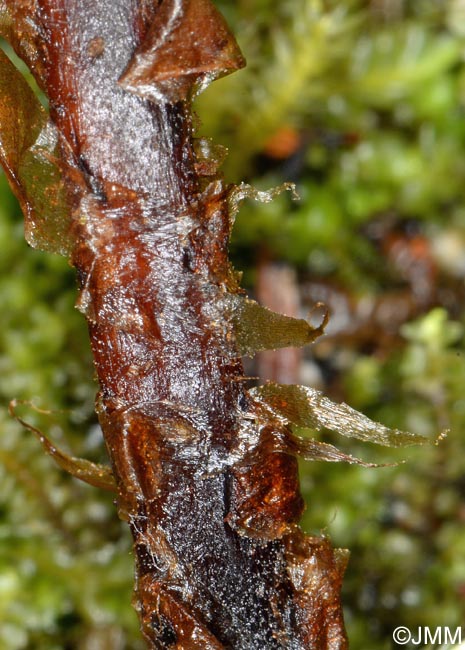 Dryopteris guanchica : dtail des cailles du ptiole