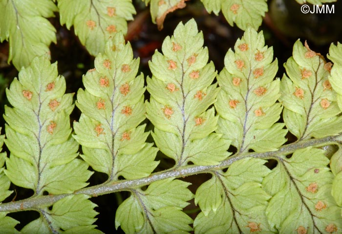 Dryopteris guanchica : dtail de la face infrieure de la feuille