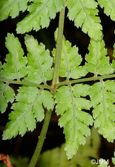 Dryopteris guanchica