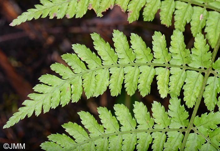 Dryopteris guanchica