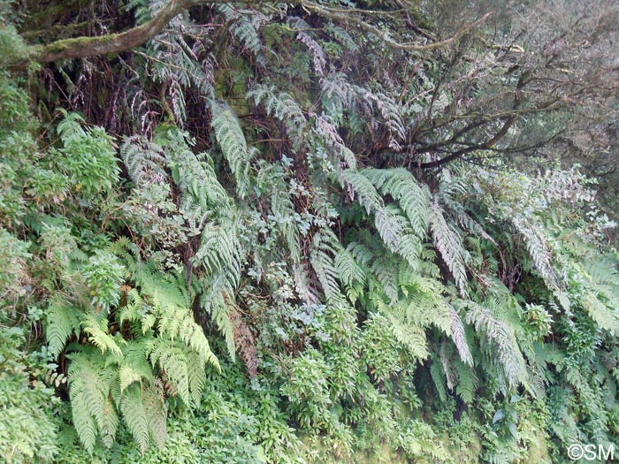 Woodwardia radicans & Dryopteris oligodonta