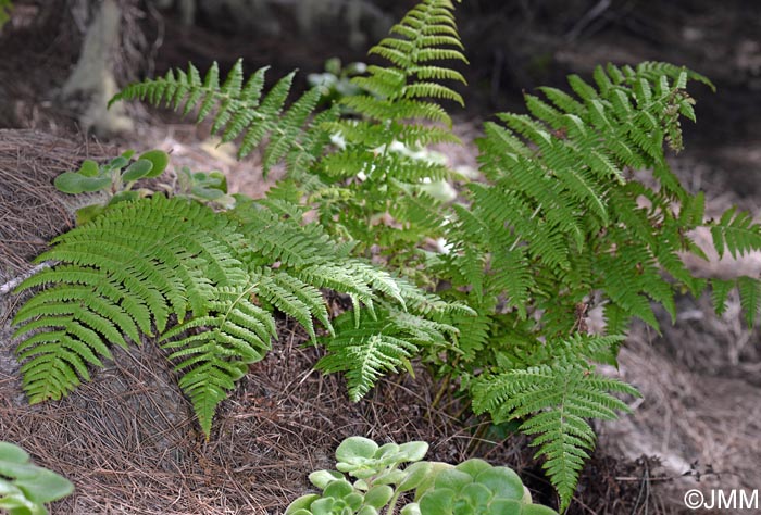 Dryopteris oligodonta