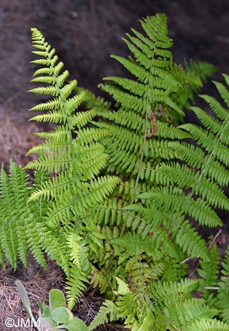 Dryopteris oligodonta