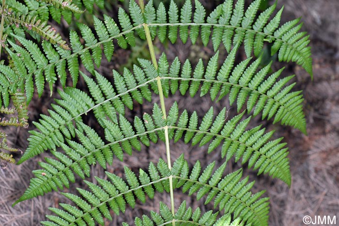 Dryopteris oligodonta