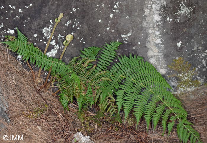 Dryopteris oligodonta