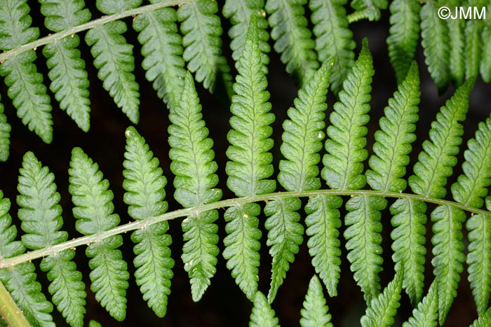 Dryopteris oligodonta