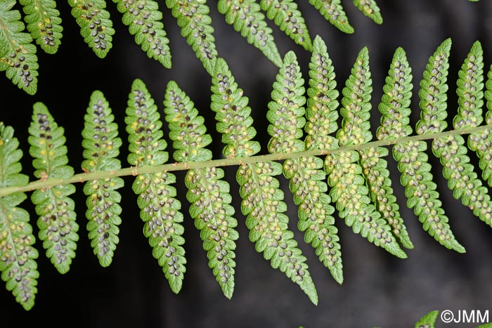 Dryopteris oligodonta