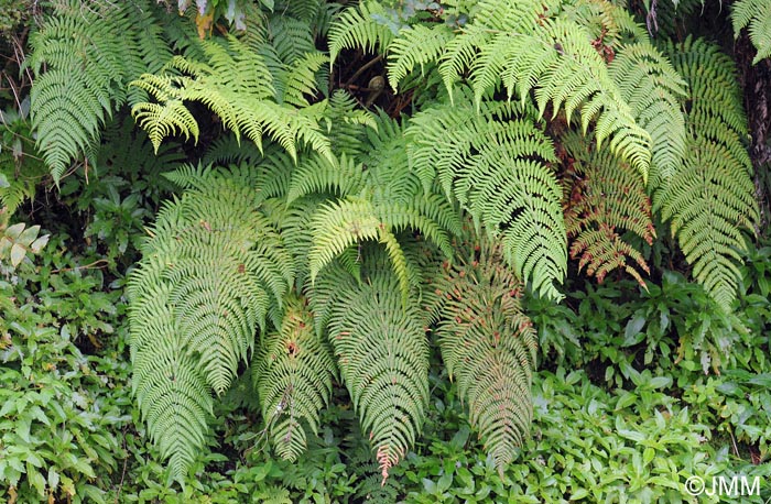 Dryopteris oligodonta