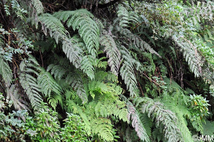 Woodwardia radicans & Dryopteris oligodonta