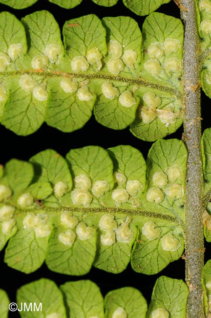 Dryopteris oligodonta : dtail des sores