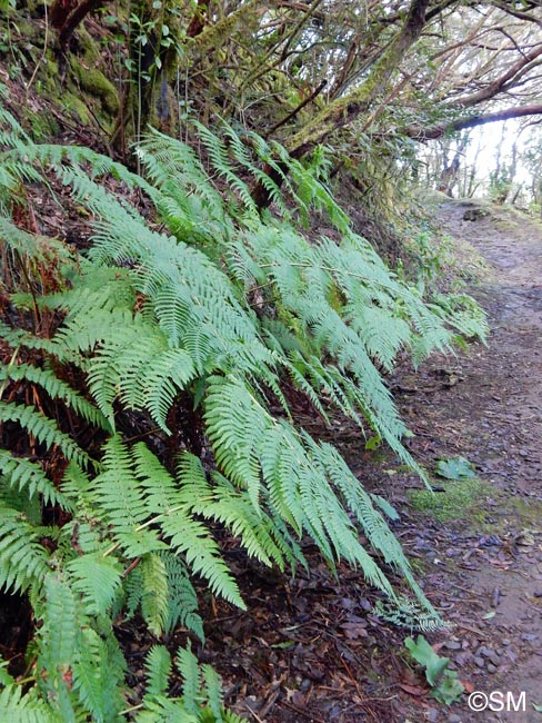 Dryopteris oligodonta