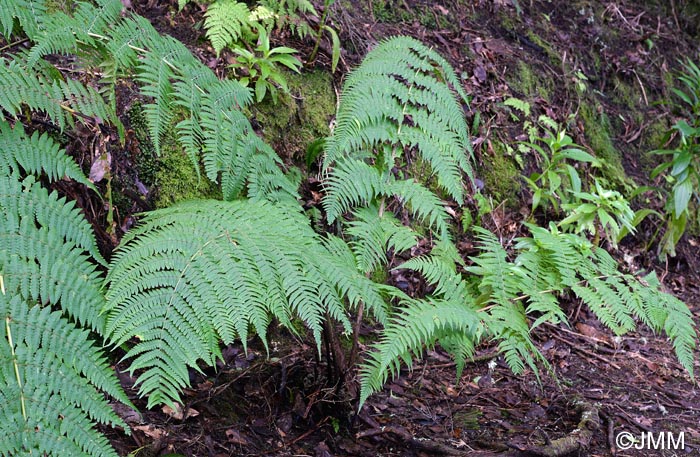 Dryopteris oligodonta