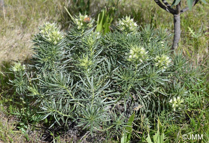 Echium aculeatum