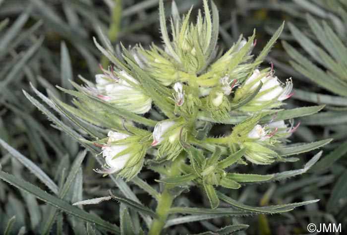 Echium aculeatum