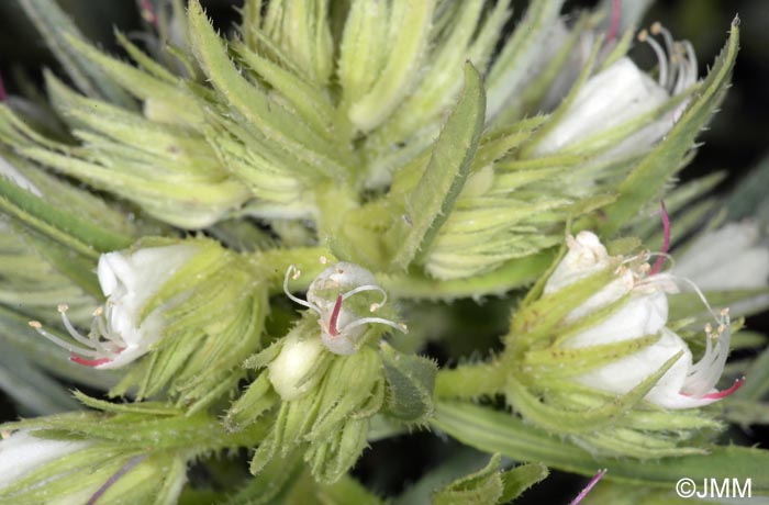 Echium aculeatum