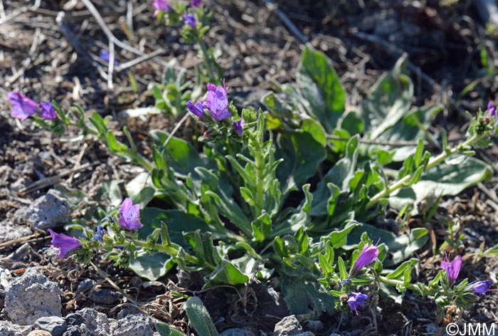 Echium bonnetii