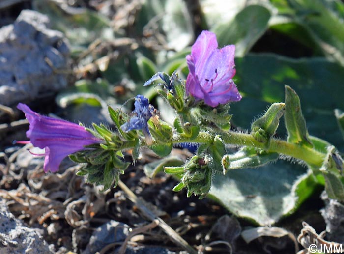 Echium bonnetii