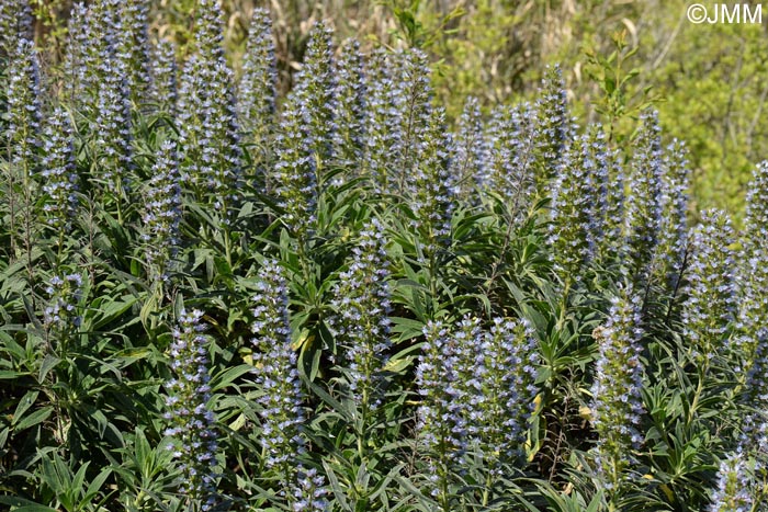 Echium callithyrsum