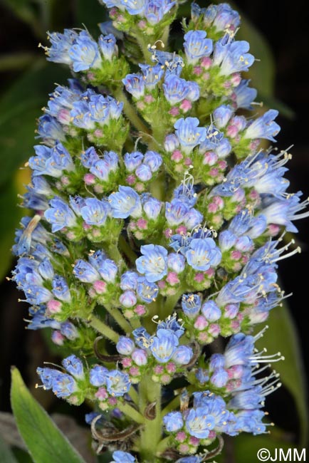 Echium callithyrsum