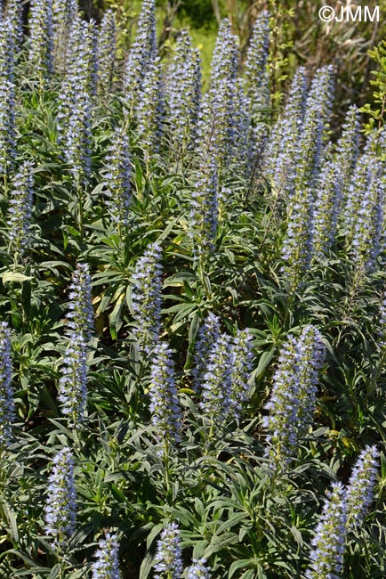 Echium callithyrsum