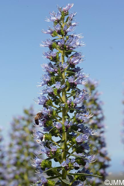 Echium callithyrsum