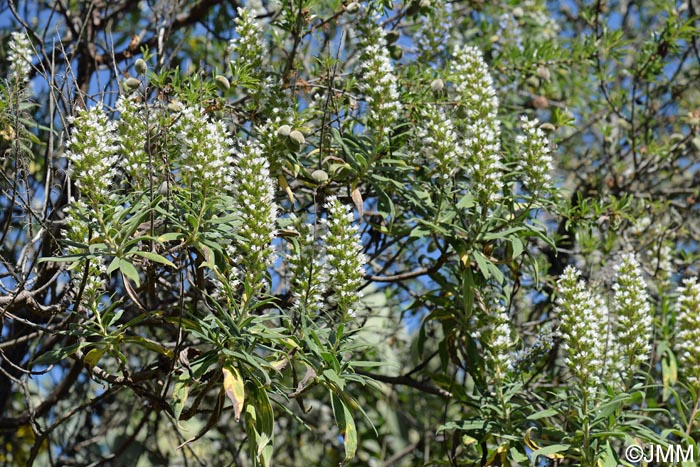 Echium callithyrsum