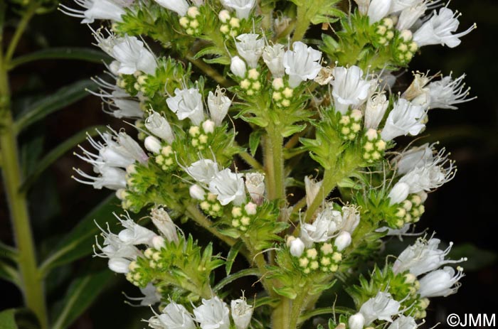 Echium callithyrsum