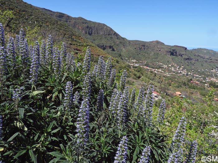 Echium callithyrsum