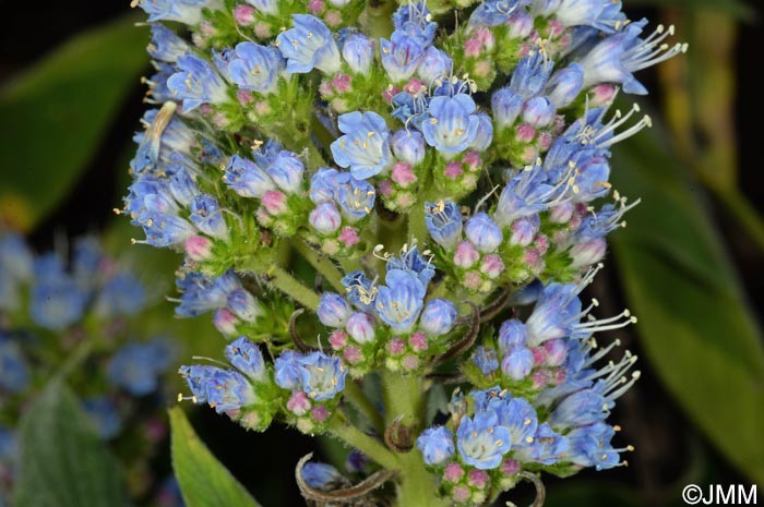 Echium callithyrsum