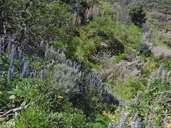 Echium callithyrsum