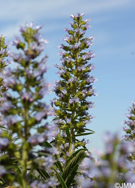 Echium callithyrsum