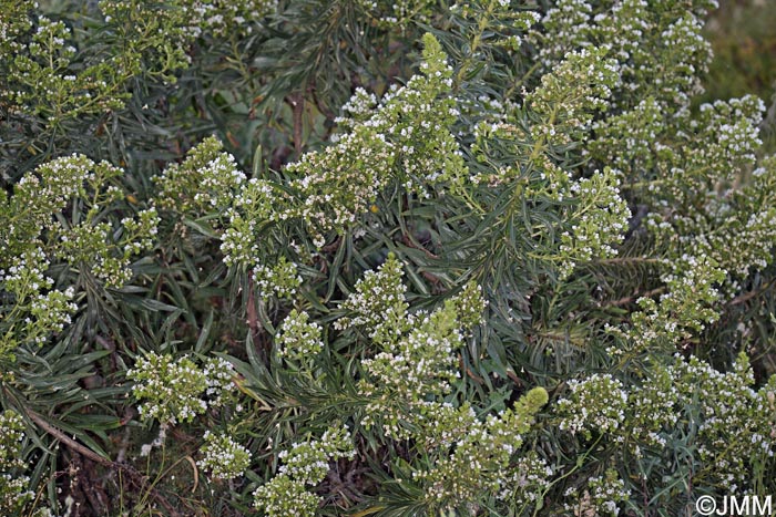 Echium decaisnei