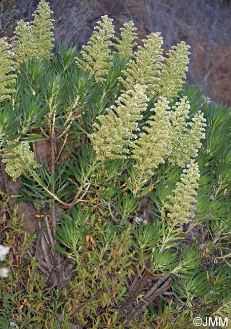 Echium decaisnei