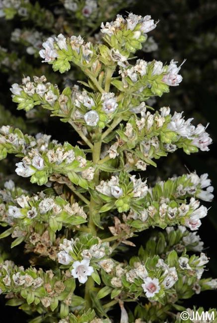 Echium decaisnei