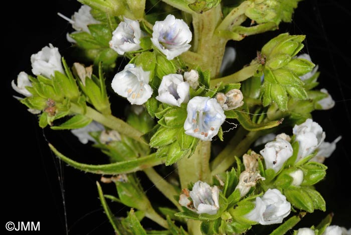 Echium decaisnei