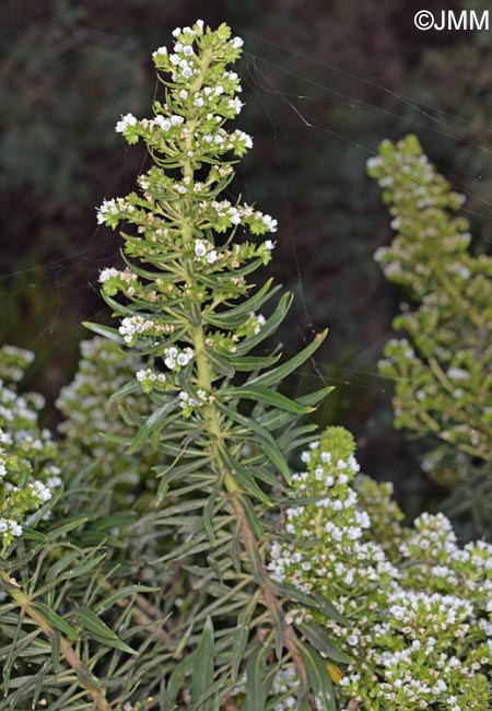 Echium decaisnei