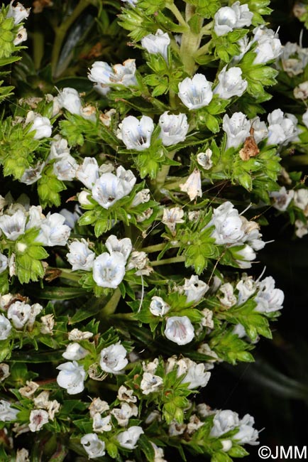 Echium decaisnei