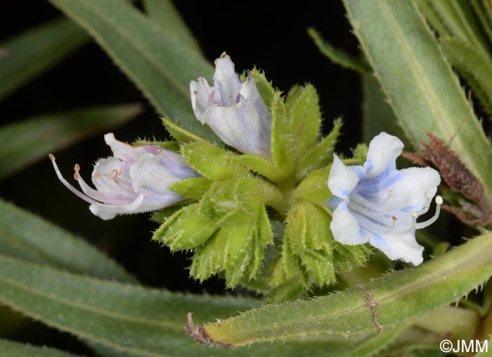 Echium decaisnei