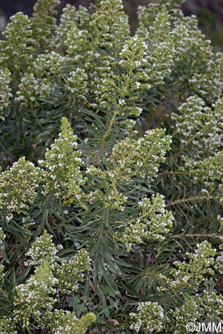 Echium decaisnei