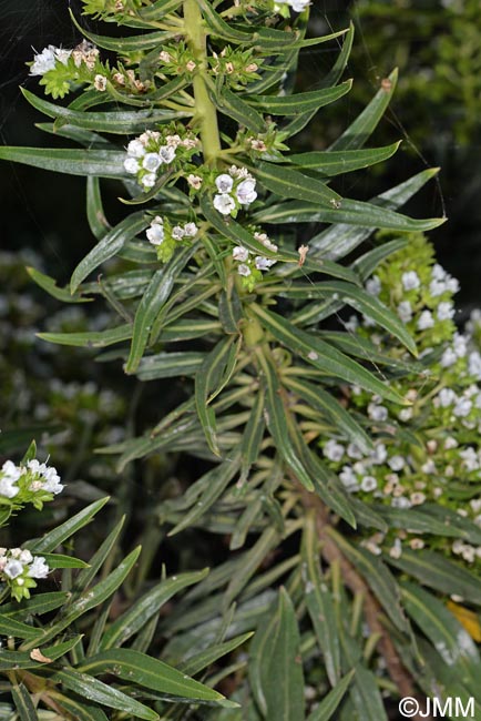 Echium decaisnei