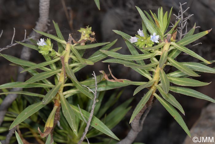 Echium decaisnei