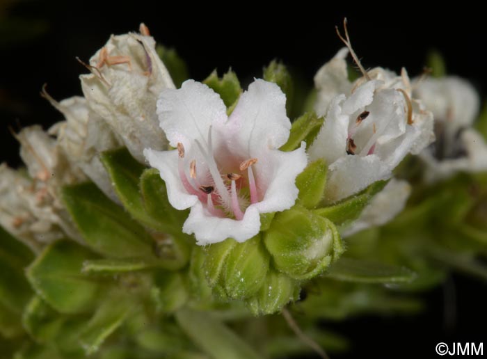 Echium decaisnei