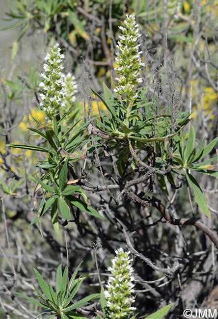 Echium onosmifolium