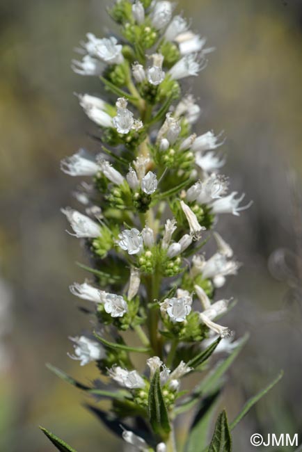 Echium onosmifolium