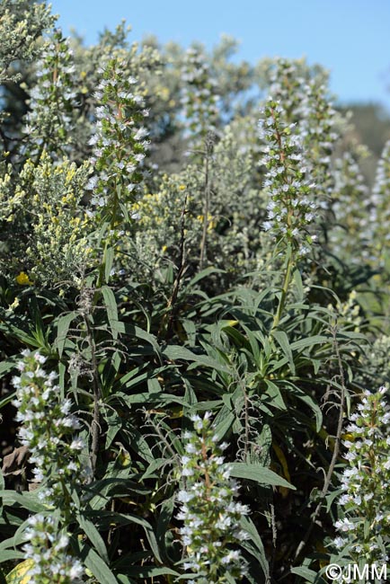 Echium onosmifolium