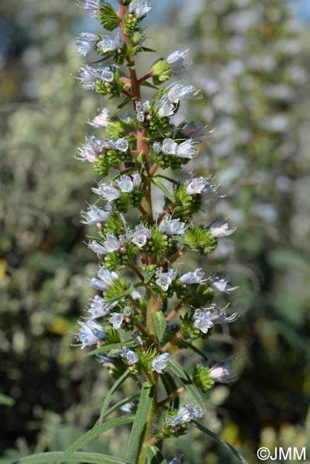 Echium onosmifolium